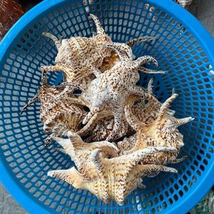 เปลือกหอยปูเสฉวนสีเหลือง ขาว เขียว เงิน ขายดี เป็นมิตรกับสิ่งแวดล้อม สำหรับขายส่ง ตกแต่งบ้าน ผลิตในเวียดนาม - Product Image 3
