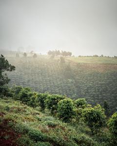 กาแฟเอสเพรสโซสไตล์อิตาเลียน dalakon da LAT 500G เมล็ดคั่วทั้งเมล็ด - Product Image 4