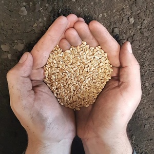 Graines de blé dur de haute qualité, soigneusement séchées et sélectionnées pour une performance céréalière optimale, adaptées à la fabrication de semoule et de pâtes. - Product Image 1
