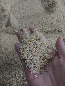 ข้าวกล้องเมล็ดกลางเมืองเม็งกงใต้ เนื้อสัมผัสธรรมชาติ ข้าวคาโมลิโน่ ผลผลิตจากเวียดนาม ข้าวเพื่อสุขภาพ |   เกรซ 84 899199372 - Product Image 1