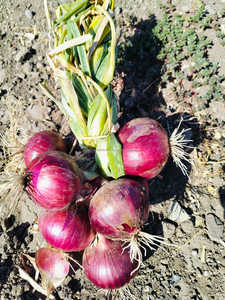 FB-BASIRA (5440) Graines d'<span class=keywords><strong>oignon</strong></span> rouge foncé biologique non-OGM, pollinées à l'ouverture, bulbes frais Farmson Biotech - Product Image 6