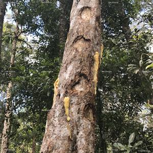 Resina de Benzoína 60% DPG (BZ-0105) Aroma a Vainilla - Product Image 1