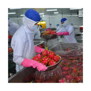Tranches de Pitaya Séchées de Qualité Supérieure, Rose Esthétique, Superaliment, Prix de Gros Abordable, Marque Privée, Vente en Gros - Product Image 6
