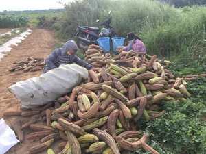 Esponja vegetal entera seca en forma natural, hecha de fibra vegetal, origen Vietnam - Esponja vegetal comprimida - Product Image 4