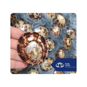 [VENTA EXITOSA] |   Conchas de Limpet para Exhibiciones Decorativas, Desarrollo de Souvenirs y Producción de Artesanías con Conchas en Vietnam - Product Image 1