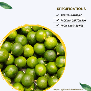 Calamansi Fresco de Vietnam _ Suministro al por Mayor para Importadores Internacionales - Product Image 3