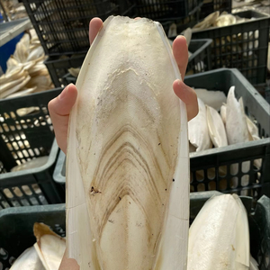 ผู้จัดจำหน่ายกระดูกปลาหมึกคุณภาพสูง ขนาด 3-9 ซม. บรรจุกล่อง 10 กก. สำหรับนก บำรุงสุขภาพจะงอยปากและเสริมแคลเซียม 19.3 - Product Image 1