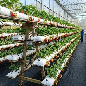 Sacs de culture en cocofibre en gros - 100 % matériau PP, options de perforation pour l'hydroponie, serres et agriculture toutes saisons, provenance Inde - Product Image 6