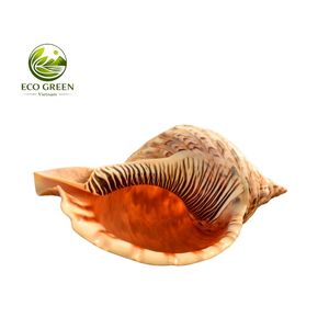 Concha de Tritón Natural Decorativa, Concha de Mar Grande, Concha de Caracol, Decoración Oceánica, Regalo de Playa, Decoración de Playa - Product Image 6