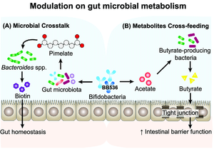 Poudre blanche de Bifidobacterium Longum de la marque IGC, 100 milliards d'UFC/g, Maharashtra, pour améliorer la digestion et réduire l'inflammation - Product Image 2
