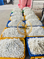 100% cocons de vers à soie de qualité supérieure pour la fabrication de fils de soie en vrac qualité d'exportation organique non toxique au Vietnam
