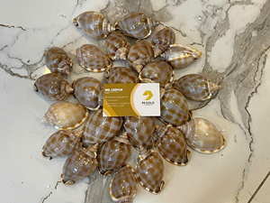 Wholesale Beach Decoration Natural Mixed Sea Shells Craft Sea Shell Conch Shells Plated Jewelry Making for Crafts and Souvenirs - Product Image 6