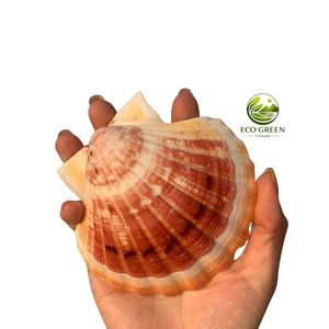 เปลือกหอยเชลล์ทรงกลม เป็นมิตรกับสิ่งแวดล้อม เปลือกหอยเวียดนาม งานแฮนด์เมด ของที่ระลึกทันสมัย ปรับแต่งได้ตามธรรมชาติ - Product Image 4