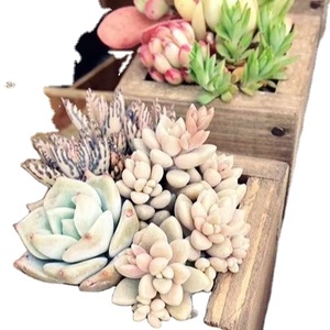 Maceta de madera rústica, maceta Wishing Well, decoración de jardín trasero, macetas de madera creativas, macetas de corteza, jardín - Product Image 5