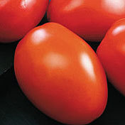 Graines de tomates Moon Star GALA OPV, pureté 99%, germination 85%, 1 KG MOQ, durée de conservation de 2 ans