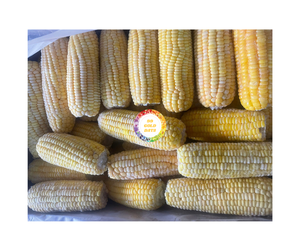 Prix pas cher 2025 maïs sucré congelé entier maïs sucré congelé entier du Vietnam pour mélanges congelés maïs collant congelé prix pas cher - Product Image 6