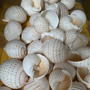 Vietnam Natural Spotted Tun Shell <b>Large</b> 10 13cm for Beach House Decor Aquarium <b>Ornament</b> Seashell Craft Supply - Product Image 1