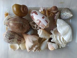 ผู้ส่งออกเปลือกหอยเวียดนามสำหรับตลาดขายส่ง - Product Image 4