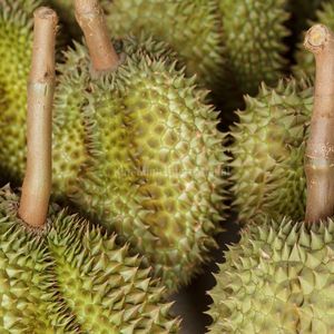 Durian Fresco de Calidad de Exportación |   Proveedor Vietnamita de Sabor Dulce Premium - Product Image 2