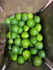 Citron vert frais entier, mûr, sans pépins, qualité supérieure, récolte vietnamienne, stockage à froid, durée de conservation de 30 à 45 jours - Product Image 5