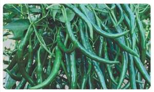 Chiles Verdes Frescos, <span class=keywords><strong>Sabor</strong></span> Natural, Picantes, Esenciales para la Cocina, Calidad Fresca <span class=keywords><strong>de</strong></span> Granja, <span class=keywords><strong>Sabor</strong></span> Premium, Caja <span class=keywords><strong>de</strong></span> Cartón <span class=keywords><strong>de</strong></span> 4.5 kg, Tamil Nadu, India - Product Image 4