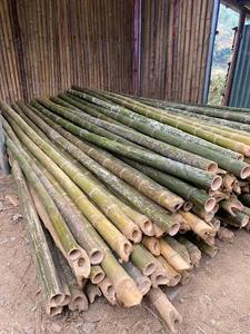 Premium Bamboo Stake Natural Bamboo <b>Pole</b> <b>for</b> Agriculture Nursery Farm Plant Support and <b>Garden</b> Wholesale Vietnam - Product Image 3