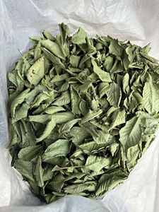 Hojas de guayaba secas de primera calidad envasadas al vacío para mantener la frescura y la potencia durante el envío internacional a larga distancia - Product Image 2