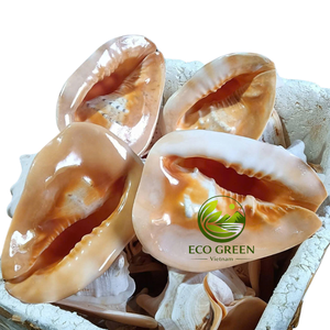 Coquillages Kim Khoi pour les détaillants de décoration intérieure européenne, les boutiques côtières, les magasins de cadeaux nautiques, la décoration de mariage et les fournitures d'artisanat - Product Image 6