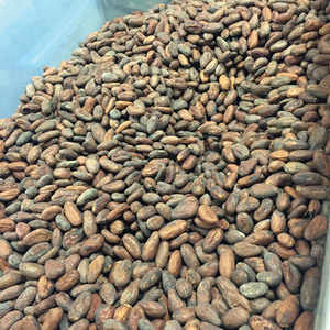 เมล็ดโกโก้แห้งธรรมชาติพรีเมียม คุณภาพสูง เมล็ดโกโก้ดิบ หมักด้วยแสงแดด สำหรับการผลิตช็อกโกแลต - Product Image 3