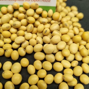Soja jaune indien séché en vrac, fermenté, qualité alimentaire humaine - Product Image 6