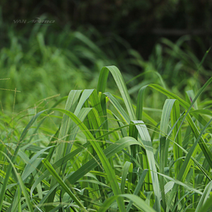 Citronelal Natural 90%+ (CT-102) Aroma Vanílico - Product Image 1