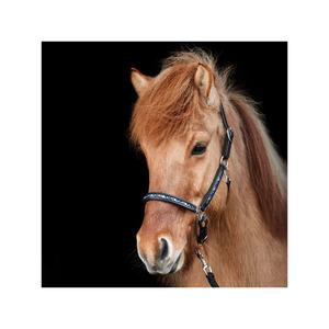 Licou de cheval en nylon de haute qualité avec chaîne Hot Fix Équipement en cuir de bonne qualité pour chevaux - Product Image 1