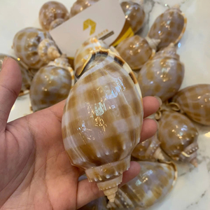 เปลือกหอยธรรมชาติจากเวียดนาม โรงงานผลิตเปลือกหอย จำหน่ายเปลือกหอยจำนวนมาก สำหรับงาน DIY งานฝีมือ เครื่องประดับ และของตกแต่งบ้าน - Product Image 1