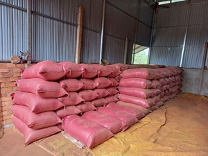 ผงธูปขายส่ง - ผงธูปหอมราคาถูกที่สุด - ผงจ๊อส T1 - ผงไม้บริสุทธิ์สำหรับส่งออก - Product Image 5