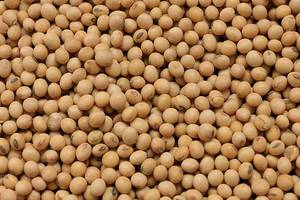 Soja No Modificada Genéticamente para Alimentación de Ganado, Alto Contenido de Proteínas Energéticas, Nutrición para Ganado, Materia Prima de Grado Alimenticio, Empaque a Granel de 50 kg, 18 - Product Image 5