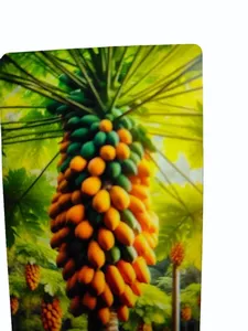 เมล็ดมะละกอเกรดพรีเมี่ยมสำหรับการทำฟาร์มและการเพาะปลูกที่ให้ผลผลิตสูง - Product Image 3