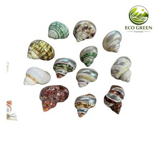 เปลือกหอยเทอร์โบธรรมชาติขายส่ง พร้อมพื้นผิวมุกมุกสะท้อนแสง สำหรับตกแต่งสไตล์ทะเลสุดหรูและงานฝีมือ - Product Image 6