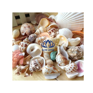 บลูโลตัส คอลเลคชั่นเปลือกหอยธรรมชาติทำมือ เป็นมิตรกับสิ่งแวดล้อม รูปทรงและสีสันหลากหลาย สำหรับตกแต่งบ้าน งานฝีมือธีมธรรมชาติ - Product Image 1