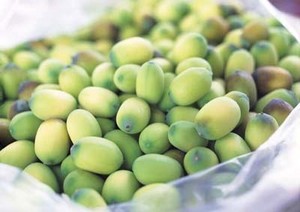 Graines de lotus fraîches d'origine vietnamienne qualité supérieure en vrac vente en gros approvisionnement à l'exportation consistance fiable avantage de prix attractif - Product Image 2