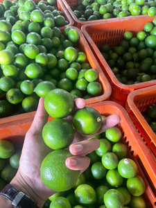 Citron vert frais, fruit d'agrumes mûr du Vietnam, stockage à froid, saveur naturelle, pour usage commercial - Product Image 1