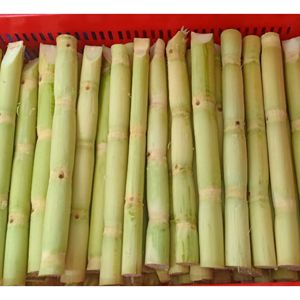 Palitos de Caña de Azúcar Congelados, Producto de Exportación Premium, Naturalmente Dulces, Listos para Usar en la Elaboración de Bebidas y Suministro de Servicios de Alimentación - Product Image 5