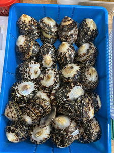 ขายส่งเปลือกหอยเต่าทะเลธรรมชาติทันสมัยเป็นมิตรกับสิ่งแวดล้อม ขัดเงาอย่างดี สำหรับตกแต่งบ้าน - Macy - Product Image 6
