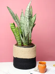 All-Purpose Set of 3 Jute <b>Basket</b> <b>for</b> Storage & <b>Plant</b> Styling - Product Image 2