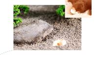 Empire des fourmis - Zone d'alimentation pour fourmis en acrylique imperméable de taille moyenne avec boutons-pression, facile à nettoyer, pour utilisation en intérieur et en extérieur dans le salon