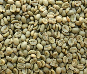 ขายส่งเมล็ดกาแฟโรบัสต้าสีเขียวคุณภาพพรีเมียม พร้อมจัดส่ง คุณภาพเยี่ยมสำหรับการส่งออกจำนวนมาก - Product Image 2
