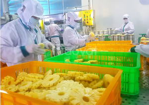 Premium Vietnam Dried Soft Pineapple Wholesale Fruit Exporter New Season Sweet Soft <b>Chewy</b> - Product Image 2