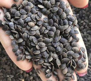 Export Quality Factory In Vietnam Competitive Price Selected Dried Passion Fruit <b>Seeds</b> <b>Packed</b> in 1kg Bag - Product Image 2