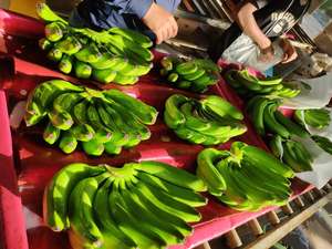 Venta al por mayor Premium Fresh Cavendish Banana de Vietnam de alta calidad al mejor precio para la exportación 99 Gold Data - Product Image 4