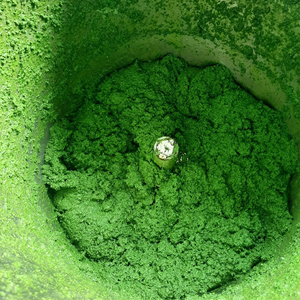 Feuilles de Manioc Fraîches Congelées Qualité Supérieure Approvisionnement en Gros Produit Tendance 2026 - Product Image 1