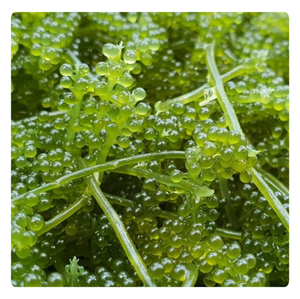 Uvas de Mar Deshidratadas Más Vendidas, Suministro a Granel desde Vietnam para el Mercado Global - Product Image 3